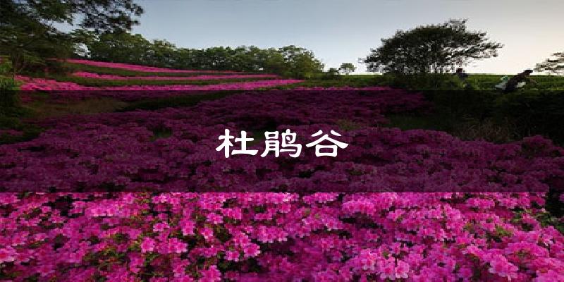 杜鹃谷气温